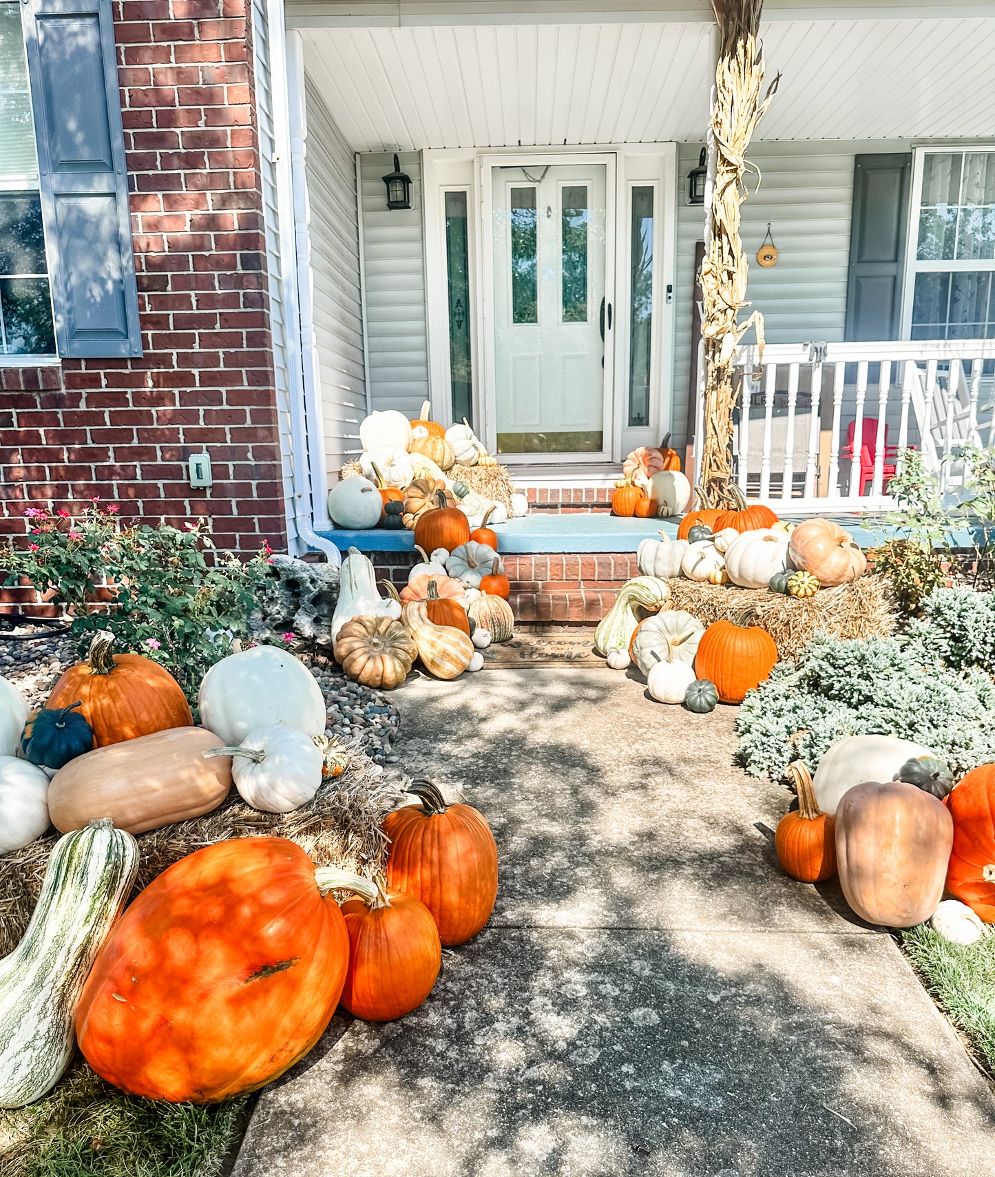 Pumpkin Package 1